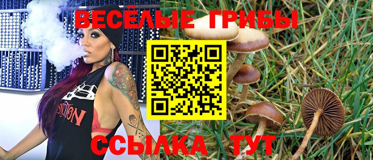 Галлюциногенные грибы Psilocybe Краснодар